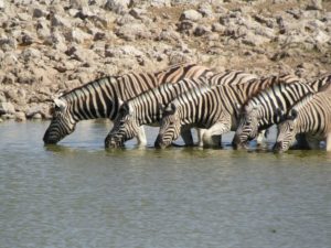 On to Etosha – A wildlife haven