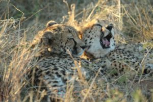 Cheetahs and farmers –What should be done?